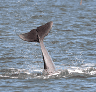 dolphins tail out of water