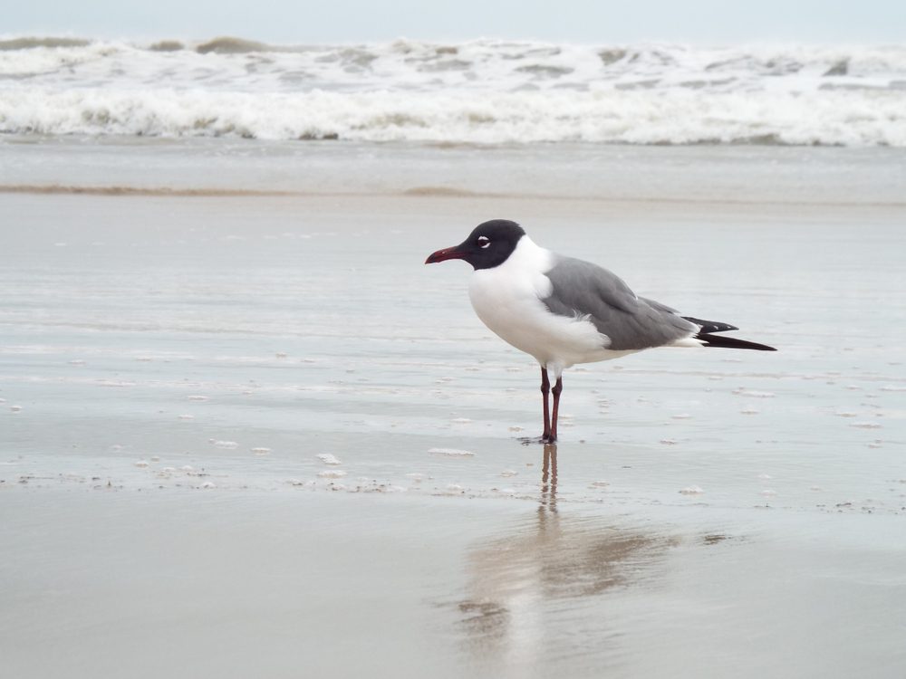 seagull sitting on the beach
